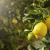 Citrons