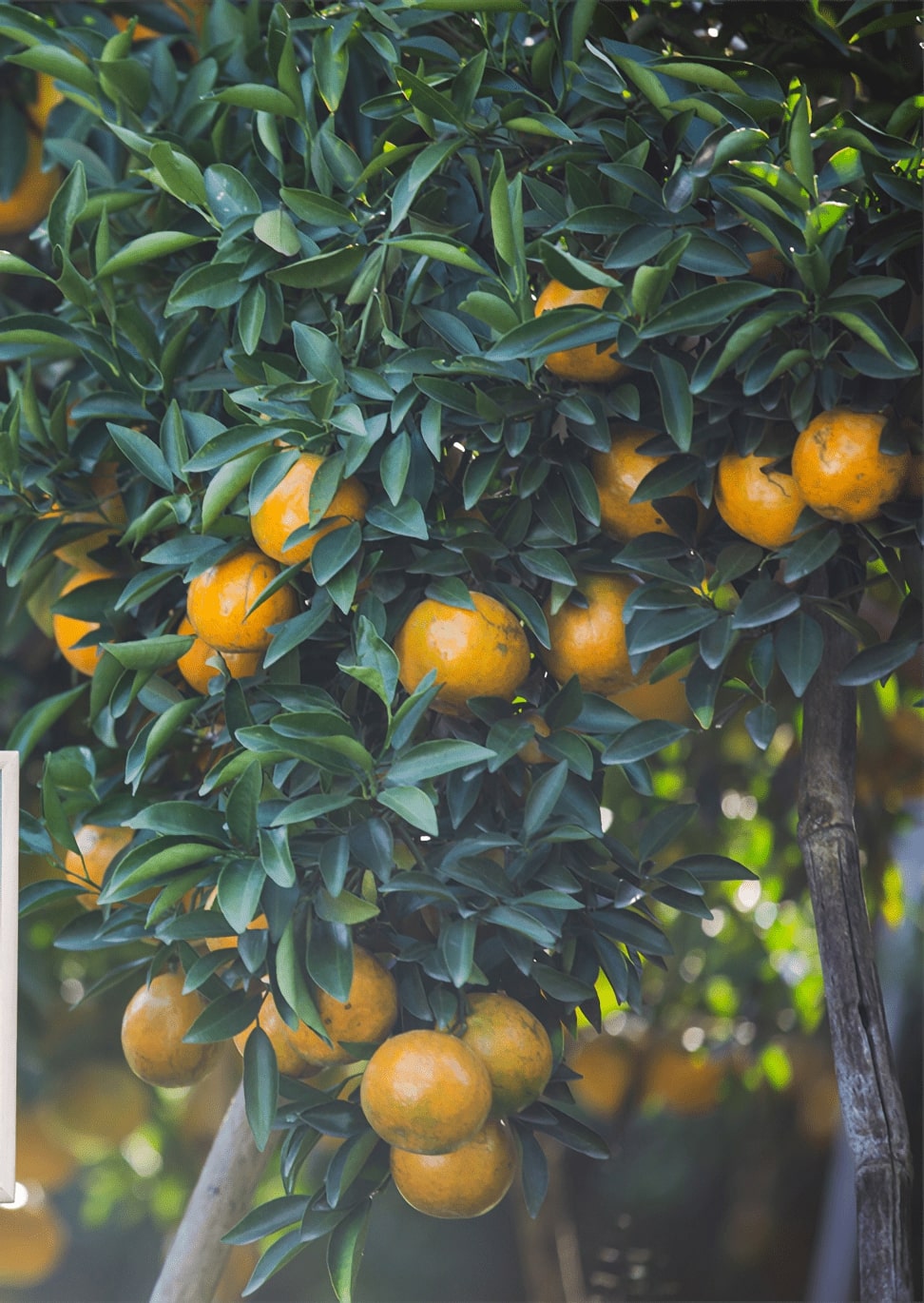 Mandarines
