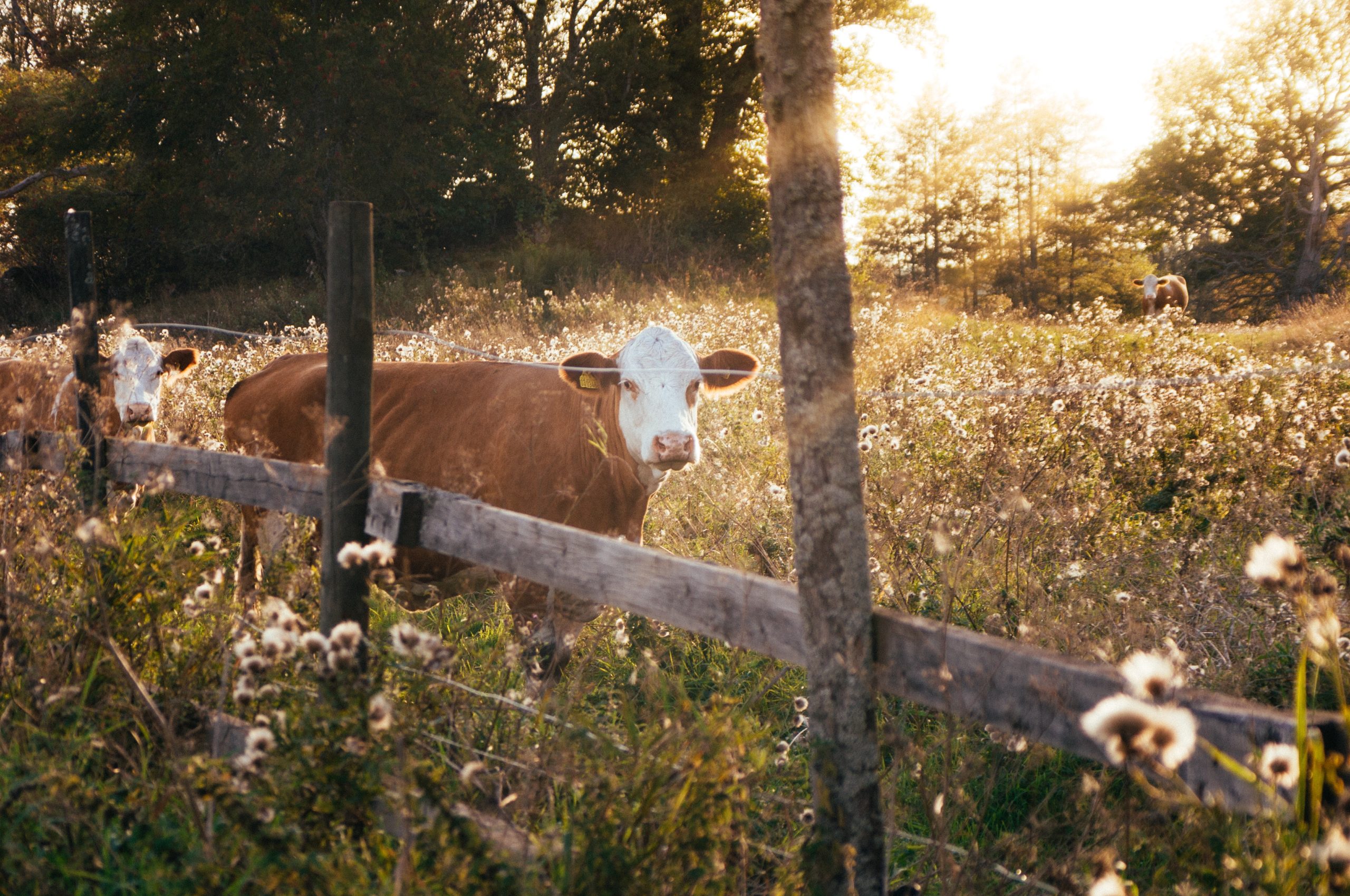 christian-widell-vrT3Z9UKFEg-unsplash