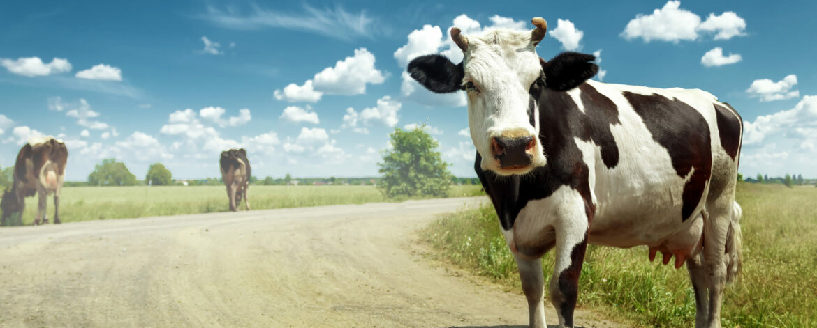 Spotted cow grazing on a beautiful green meadow against a blue sky. Exportation, farming.