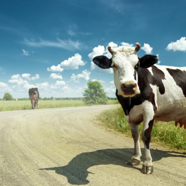 Spotted cow grazing on a beautiful green meadow against a blue sky. Exportation, farming.