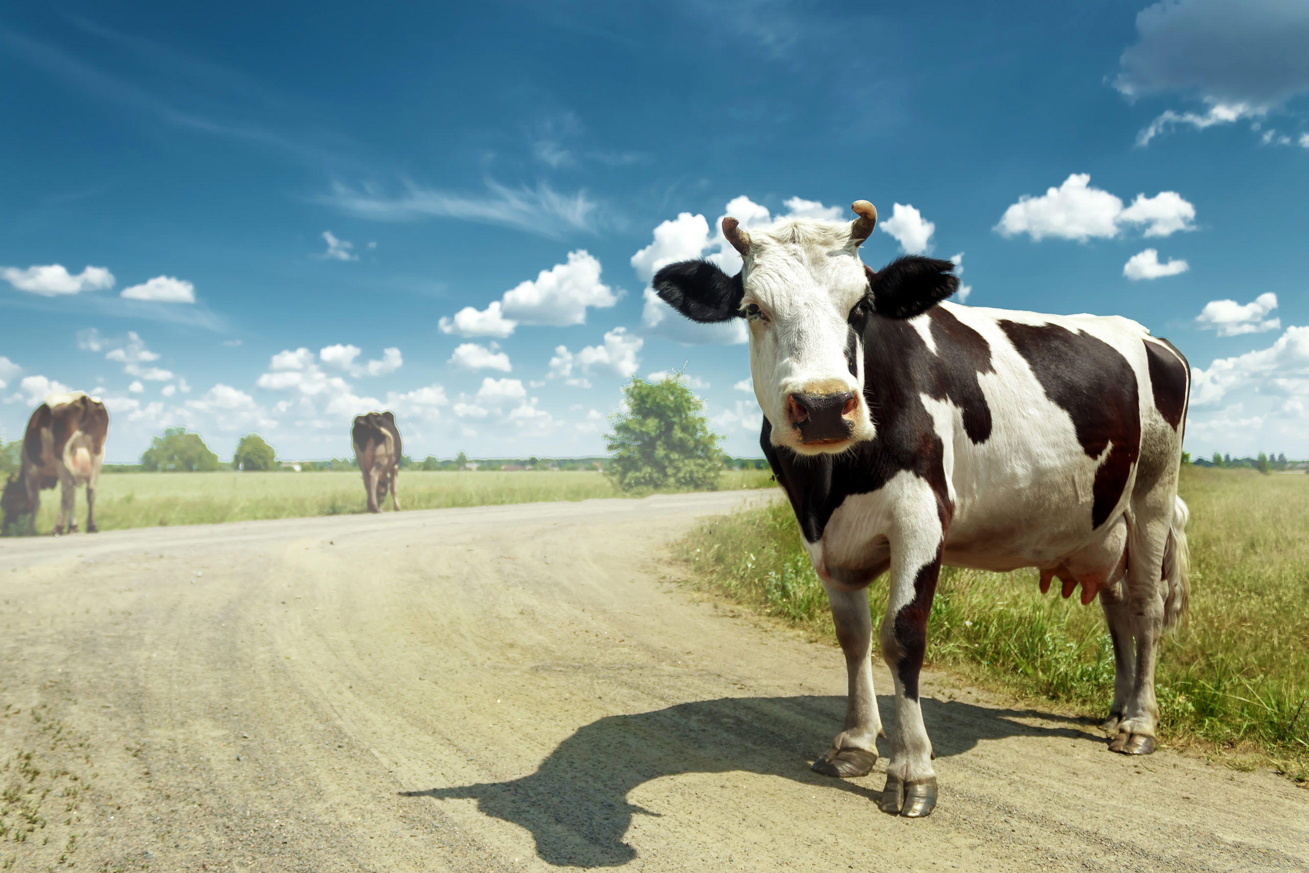 Spotted cow grazing on a beautiful green meadow against a blue sky. Exportation, farming.