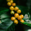 Mandarines